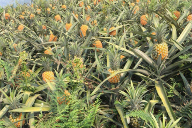 Căng thẳng Nga – Ukraine leo thang, hàng nghìn tấn dứa quả Mường Khương khó đầu ra