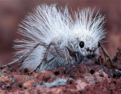 Các loài động vật kỳ dị nhất thế giới khiến bạn hết hồn