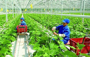 Hai vấn đề quan trọng giúp nông, thủy sản rộng đường xuất khẩu sang Trung Quốc