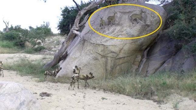 Bị đàn chó hoang vây giết, linh dương sống sót nhờ khả năng leo trèo tuyệt đỉnh ảnh 1