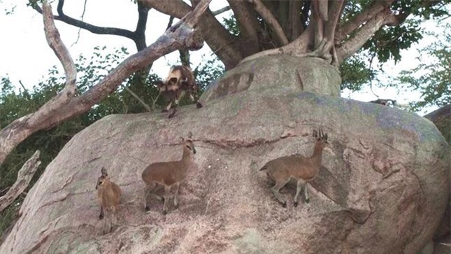 Bị đàn chó hoang vây giết, linh dương sống sót nhờ khả năng leo trèo tuyệt đỉnh ảnh 2