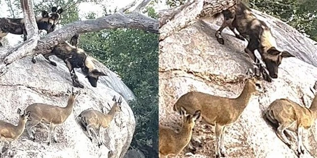 Bị đàn chó hoang vây giết, linh dương sống sót nhờ khả năng leo trèo tuyệt đỉnh ảnh 3