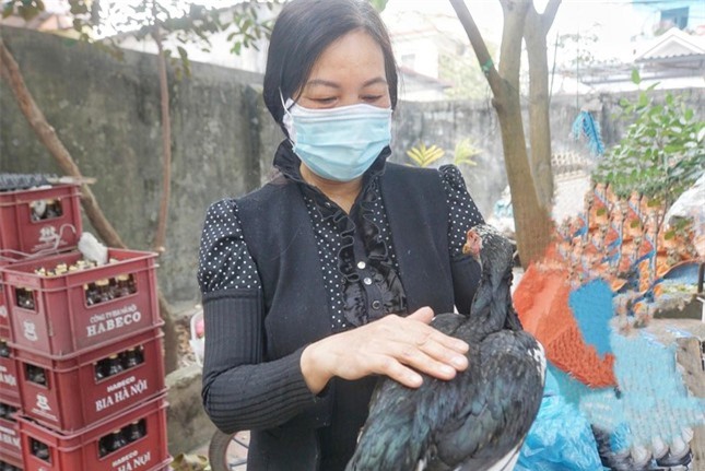 Vụ gà chọi đẻ sòn sòn 7 trứng/ngày: Cán bộ chăn nuôi đến kiểm tra, gà tịt không đẻ nữa ảnh 3