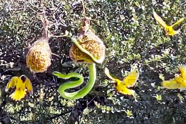 Đàn chim chiến đấu trong tuyệt vọng để bảo vệ con khỏi rắn độc