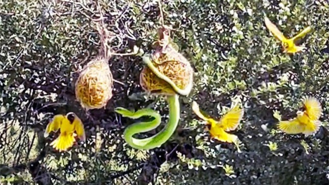 Đàn chim chiến đấu trong tuyệt vọng để bảo vệ con khỏi rắn độc ảnh 1