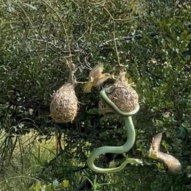 Đàn chim chiến đấu trong tuyệt vọng để bảo vệ con khỏi rắn độc ảnh 2