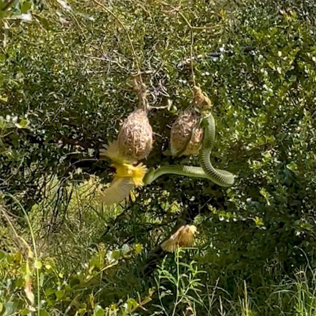 Đàn chim chiến đấu trong tuyệt vọng để bảo vệ con khỏi rắn độc ảnh 3