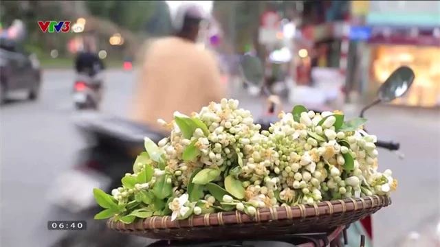 Hà Nội tháng 3 thơm ngát những gánh hoa bưởi - Ảnh 8.