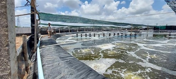 Khẩn trương đăng ký đối tượng nuôi tôm chủ lực theo Nghị định 26