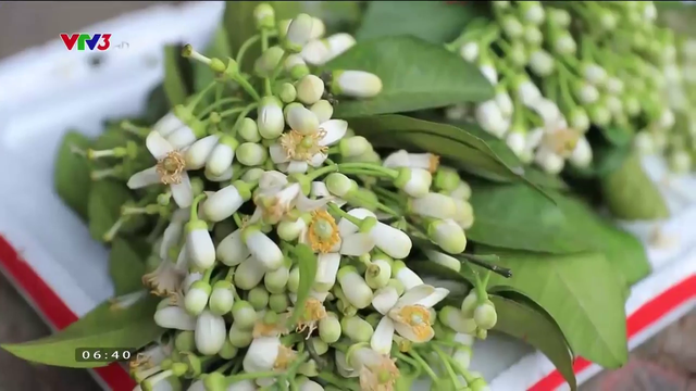 Hà Nội tháng 3 thơm ngát những gánh hoa bưởi