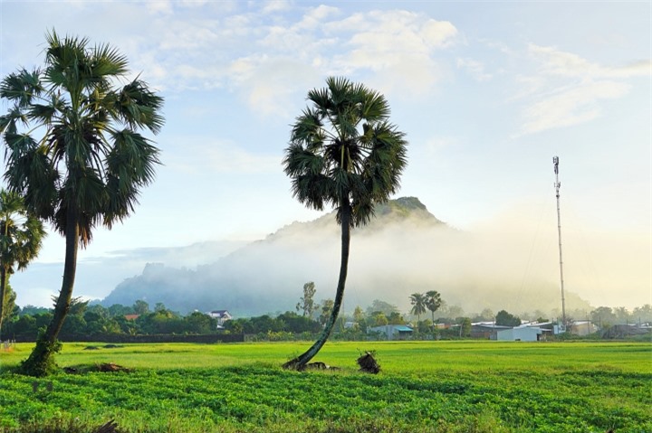 Khung Cảnh Thơ Mộng Của Những Hàng Thốt Nốt Tuyệt Đẹp Chỉ Có Ở An Giang -  Tạp Chí Doanh Nghiệp Việt Nam