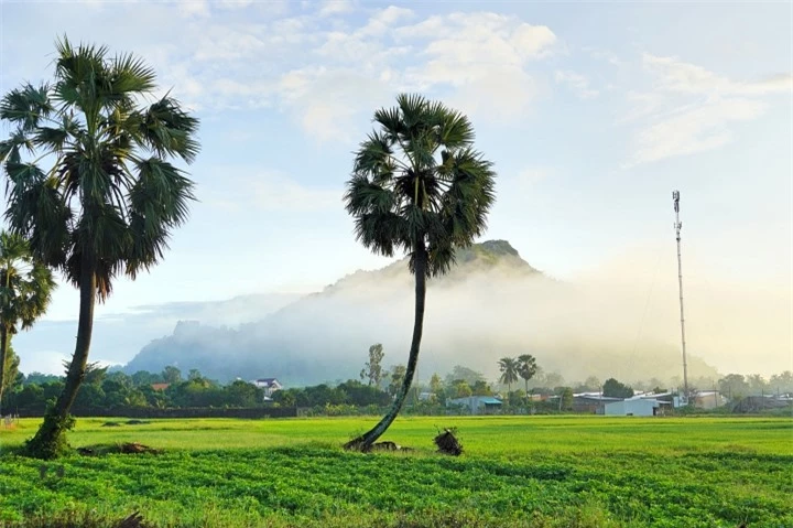 Khung cảnh thơ mộng của những hàng thốt nốt tuyệt đẹp chỉ có ở An Giang - 4