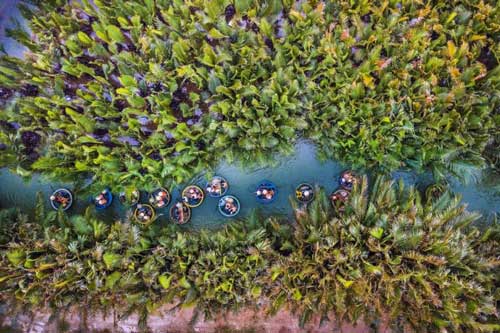 Bất ngờ chưa, ở Hội An lại có một vẻ đẹp rất miền Tây với rừng dừa xanh mướt mát