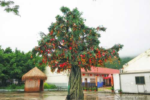 Cây nguyện ước linh thiêng ở ngôi làng 700 tuổi hút khách đến ném cam cầu nguyện