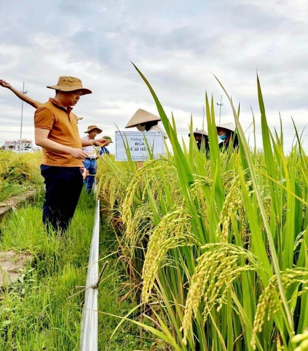 Giám đốc Nguyễn Văn Hoạt trực tiếp ra cánh đồng kiểm nghiệm giống lúa BG6 cải tiến.