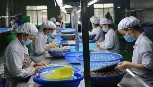 Thủ tướng chỉ đạo khẩn về việc doanh nghiệp xuất khẩu điều có nguy cơ bị lừa đảo