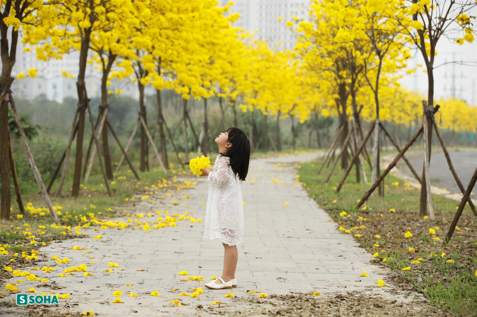 Hà Nội: Con đường phủ đầy hoa gạo, hoa phong linh có 1-0-2, đẹp như tiên cảnh - Ảnh 10.