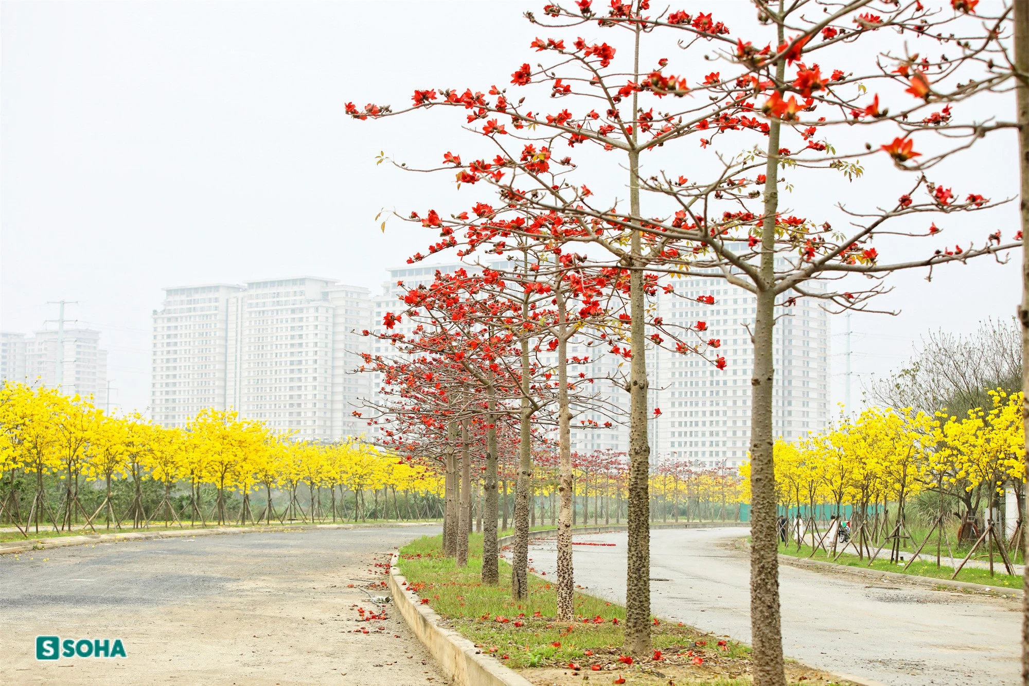 Hà Nội: Con đường phủ đầy hoa gạo, hoa phong linh có 1-0-2, đẹp như tiên cảnh - Ảnh 2.