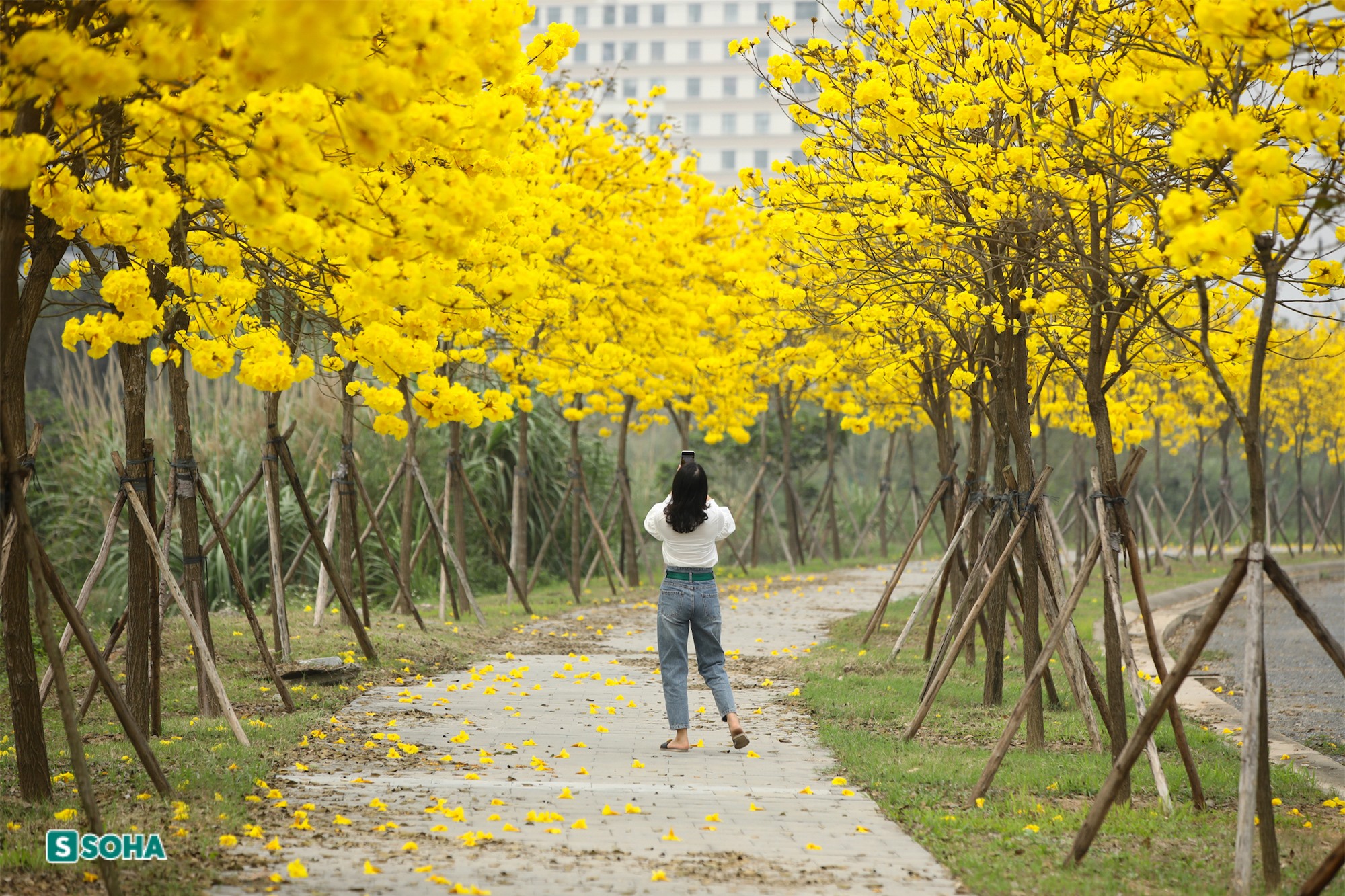 Hà Nội: Con đường phủ đầy hoa gạo, hoa phong linh có 1-0-2, đẹp như tiên cảnh - Ảnh 9.