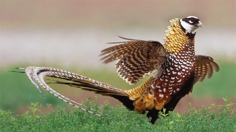Bí mật loài chim tiến vua với bộ lông tỷ lệ vàng, lập kỷ lục Guinness: Giá 10 triệu/con - Ảnh 3.