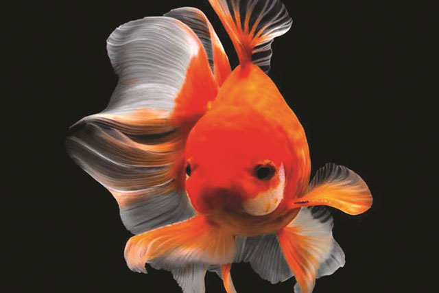 Thế nào là ‘não cá vàng’