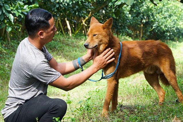 Loài chó Việt được vua Lê Lợi cho ra chiến trận và “mối tình” của chàng trai Hà Nội