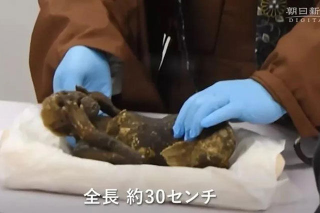 Xác ướp nàng tiên cá 300 tuổi: cơ thể thuộc về 2 loài khác nhau?