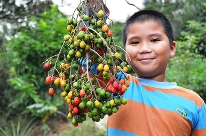 Hoài niệm chùm dâu da xoan, chua chua ngọt ngọt chứa cả bầu trời tuổi thơ - 1