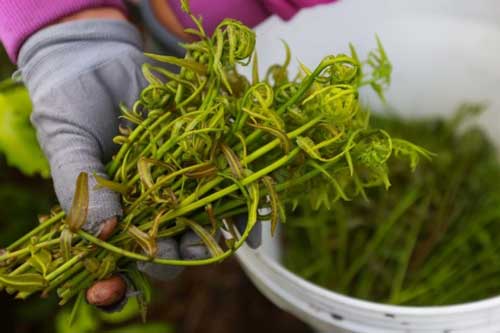 Rau choại, năn bộp và 3 loại rau lạ, ăn một lần nhớ mãi của miền Tây