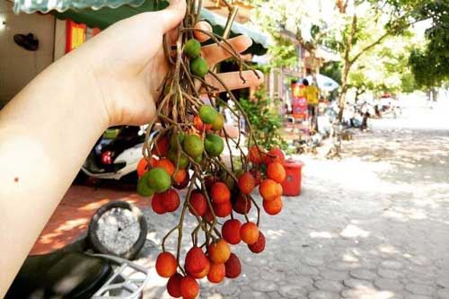 Hoài niệm chùm dâu da xoan, chua chua ngọt ngọt chứa cả bầu trời tuổi thơ