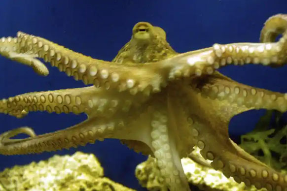 Hóa thạch bạch tuộc được mang tên Tổng thống Mỹ Joe Biden