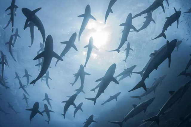 Cá mập trở thành thức ăn cho vật nuôi, mối đe dọa nghiêm trọng