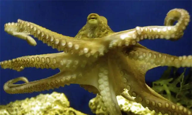 Hóa thạch bạch tuộc được mang tên Tổng thống Mỹ Joe Biden ảnh 1