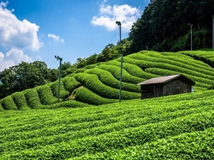 Chuyển đổi sang nền nông nghiệp sinh thái: Cần thay đổi cách điều hành