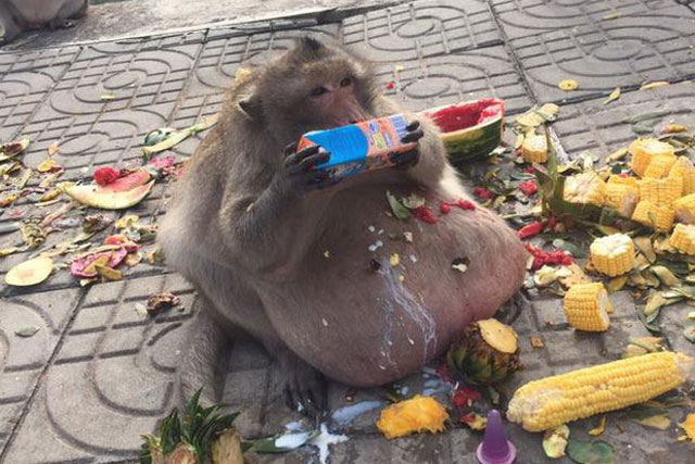 Cuộc đời bi kịch của chú khỉ béo phì nổi tiếng nhất Thái Lan và cái chết bí ẩn do lòng tham của con người