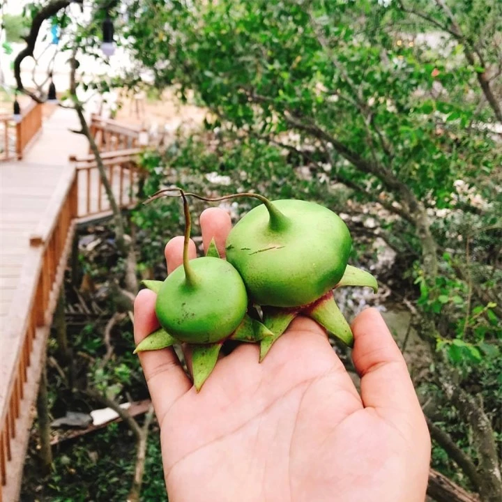 Lẩu bần chua – đặc sản Cần Thơ thơm ngon mang hơi thở 'hương đồng gió nội' - 2