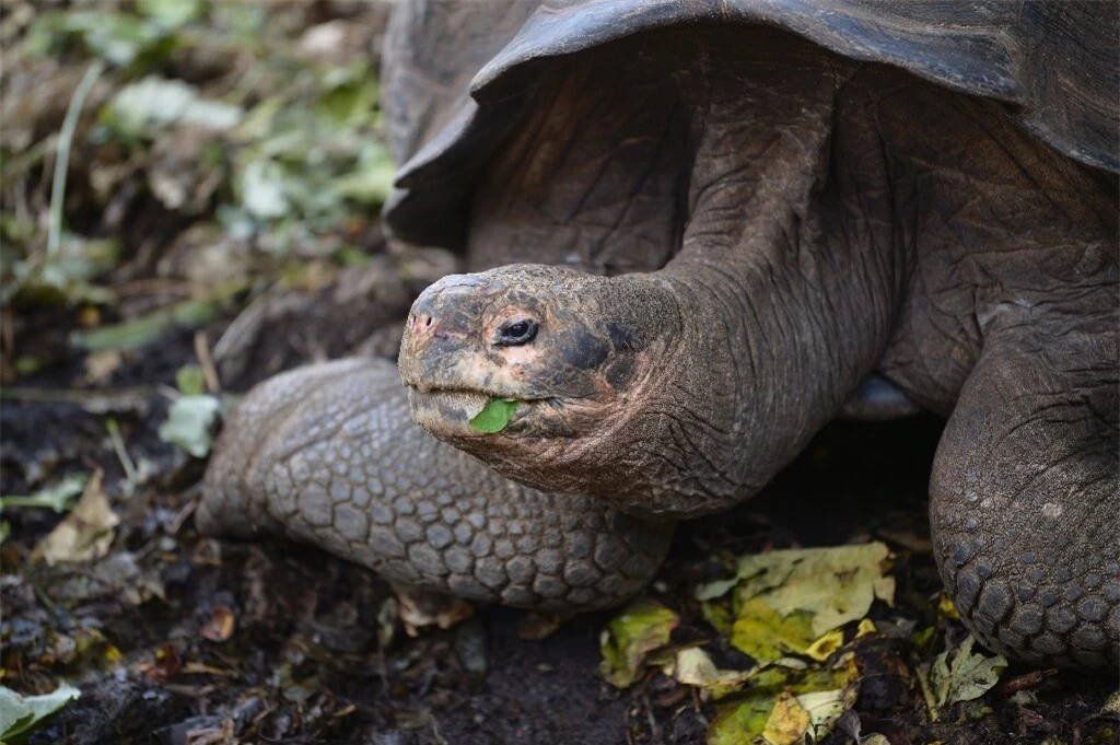 Phát hiện loài rùa khổng lồ mới trên quần đảo Galapagos - Ảnh 1.