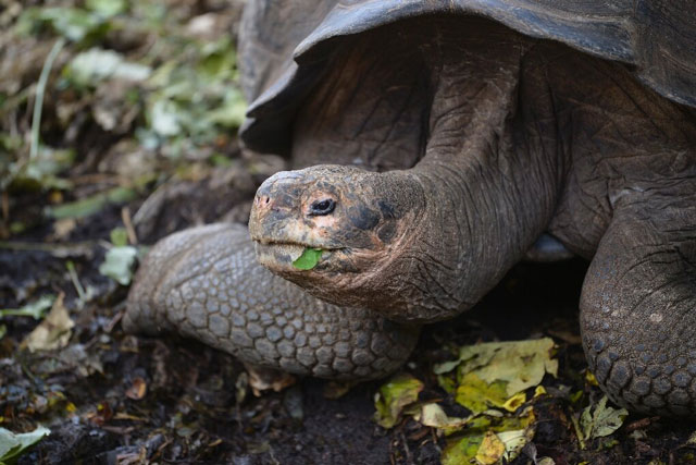 Phát hiện loài rùa khổng lồ mới trên quần đảo Galapagos