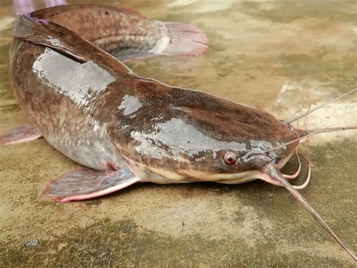 Lạp cá trê - đặc sản 'dễ ăn khó làm' của người Thái dùng để chiêu đãi khách quý - 1