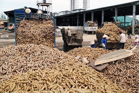 Đối mặt với sự sụp đổ: Hiệp hội sắn Việt Nam kêu cứu khẩn cấp đến Thủ tướng 