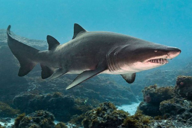 Cá mập 'khủng' bơi tới gần nhóm thợ lặn để 'cầu cứu': Cái kết bất ngờ!