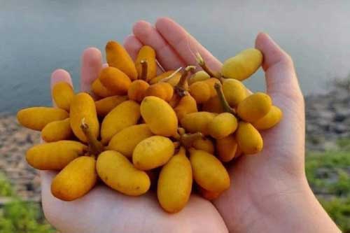 Quả dủ dẻ vàng ươm nổi tiếng ở Quảng Trị có vị ra sao mà người ở đây lại mê mẩn?