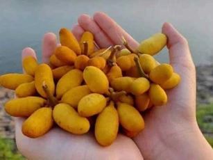Quả dủ dẻ vàng ươm nổi tiếng ở Quảng Trị có vị ra sao mà người ở đây lại mê mẩn?