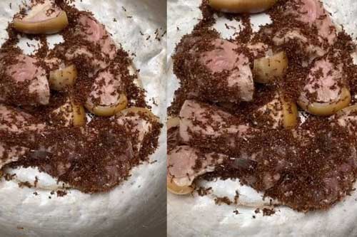 Có món thịt bò ở Vĩnh Phúc, muốn ăn ngon phải đem cho tổ kiến bò lúc nhúc
