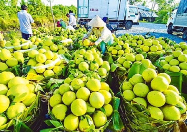 Đề nghị góp ý dự thảo Chương trình xuất khẩu quả tươi sang New Zealand  