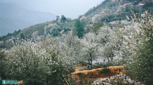  Hoa sơn tra nở đẹp ngỡ ngàng ở nơi cách Hà Nội chỉ 300 km - Ảnh 10.