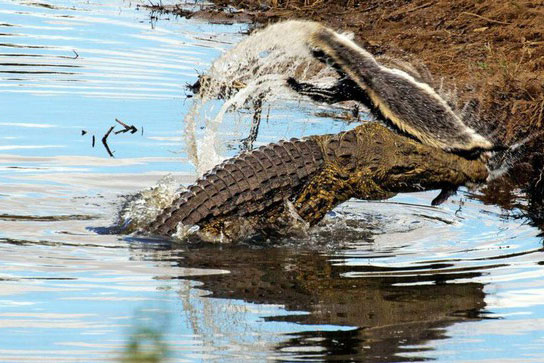 Lửng mật giang hồ mất mạng trong hàm cá sấu bạo chúa
