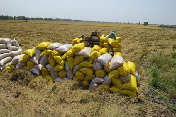 Việt Nam chủ động ứng phó trước nguy cơ khủng hoảng lương thực toàn cầu