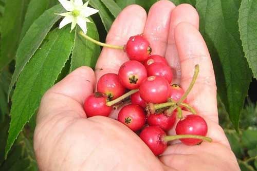 Loại quả gây thương nhớ của 8X-9X, hương vị ngọt ngào in đậm kỷ niệm tuổi thơ