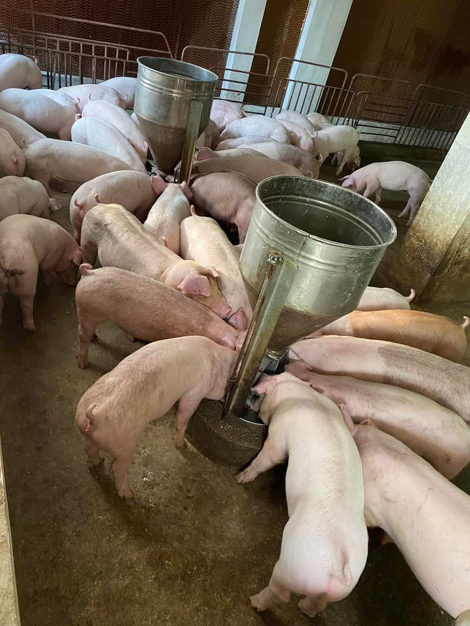 Giá heo hơi ngày 28/3/2022: Thức ăn chăn nuôi tiếp tục tăng giá, nông dân điêu đứng